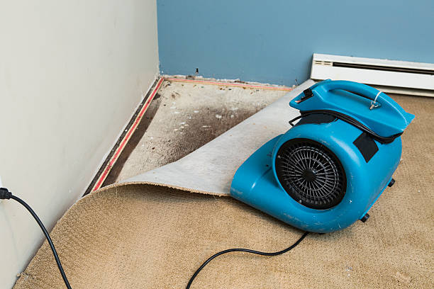 Best Carpet water damage restoration  in Dianapolis, IN